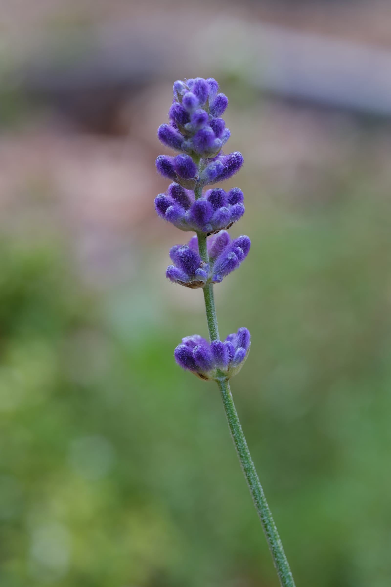 Close-up of a single lavender flower spike with violet buds against a soft green background
